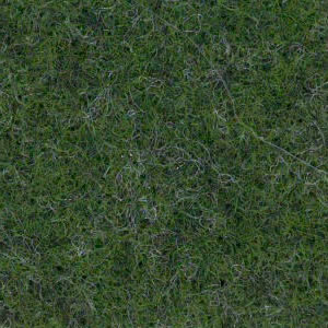 Forest Green carpet